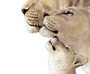 Lion Family Canvas For Safari Nursery DéCor - Lion Watercolor Portrait