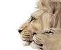 Lion Family Canvas For Safari Nursery DéCor - Lion Watercolor Portrait