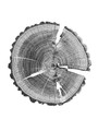 Personalized Tree Ring Canvas For First Anniversary - Handmade Black And White Woodcut For Living Room
