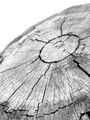 Tree Ring Canvas Prints Set - Stylish Black & White Wall DéCor For Living Room