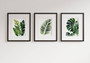 Tropical Botanical Wall Art Set - Monstera & Palm Canvas For Living Room Decor