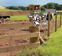 Farmhouse Animal Decor 3D Cow Head Sign For Outdoor Welcome Porch