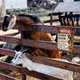 Personalized Metal Goat Signs For Farmers - Keep Gate Closed Weather Resistant Outdoor Decor