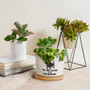 Thoughtful Personalized Pet Memorial Dachshund Ceramic Planter For Indoor Plants – Ideal For Animal Lovers