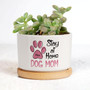 Heartfelt Personalized Pet Memorial Plant Pot With Dog Photo - Sympathy Gift For Dog Moms And Dads In Home And Office Decor