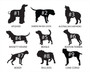 Premium Personalized Funny 'Beware of Dog' Vintage USA Metal Art
