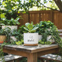 Grow Toward Your Dreams Custom Graduation Ceramic Plant Pot